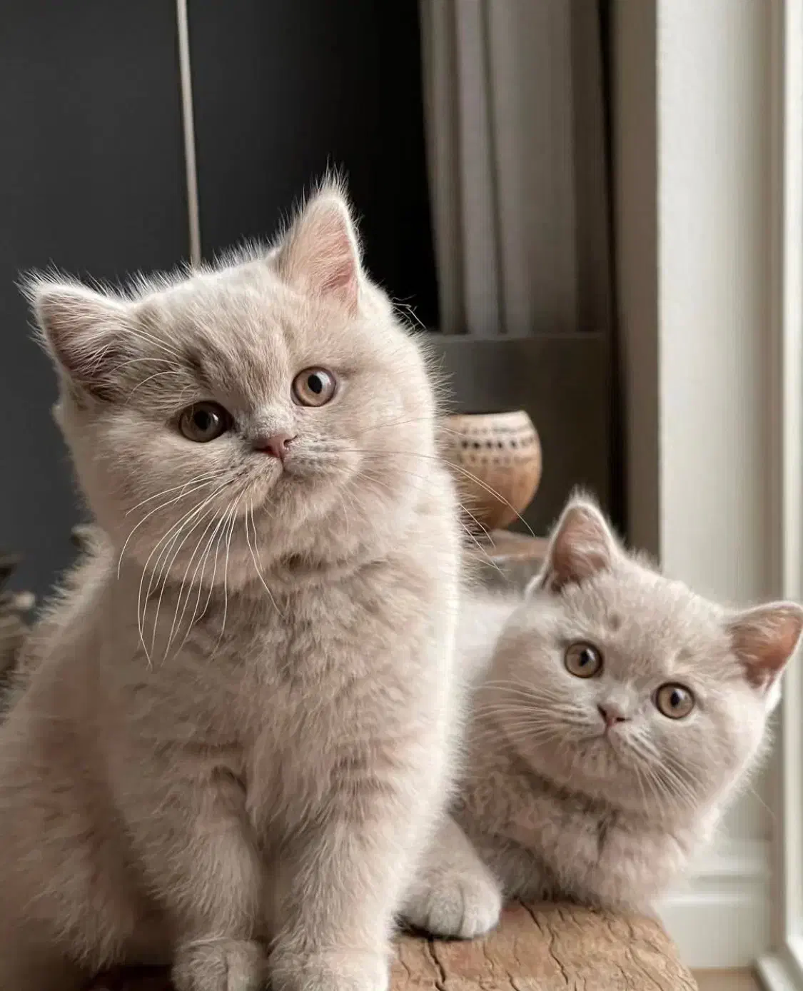 بچه گربه اسکاتیش و بریتیش|گربه|تهران, اختیاریه|دیوار