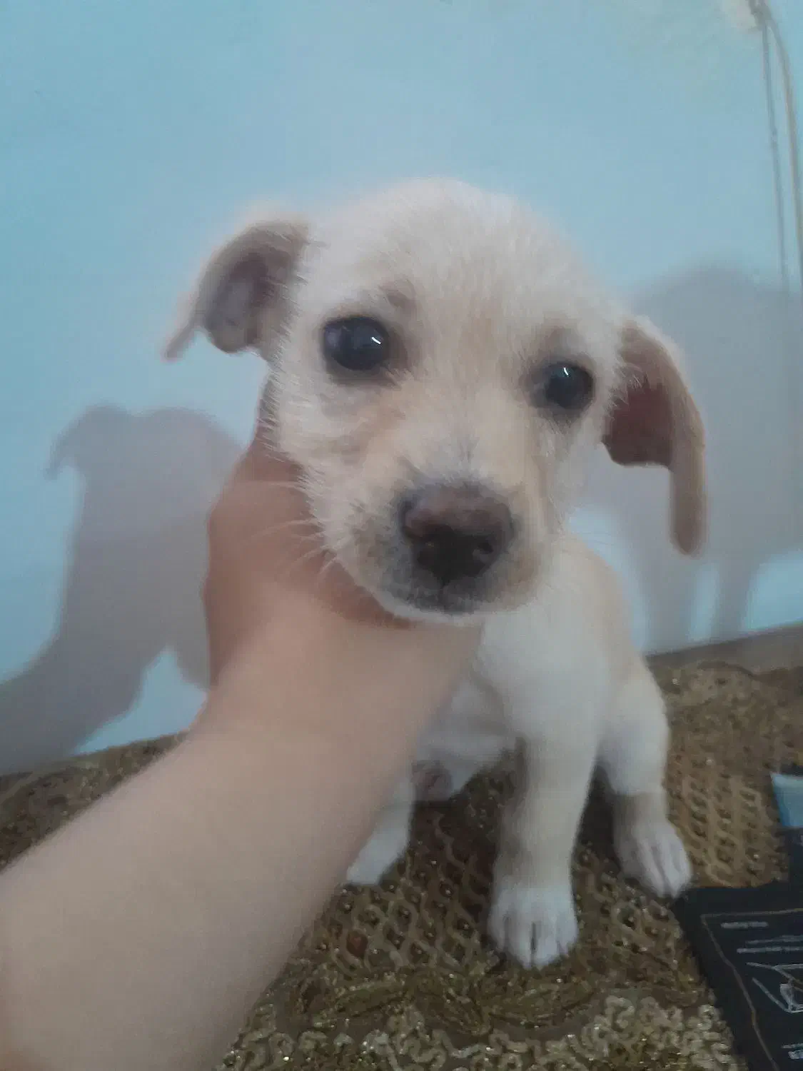 سگ پاپی|سگ|مشهد, شهید قربانی|دیوار