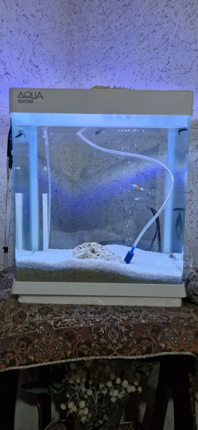 اکواریوم به همراه ماهی|ماهی|فولادشهر, مسکن مهر فولادشهر|دیوار