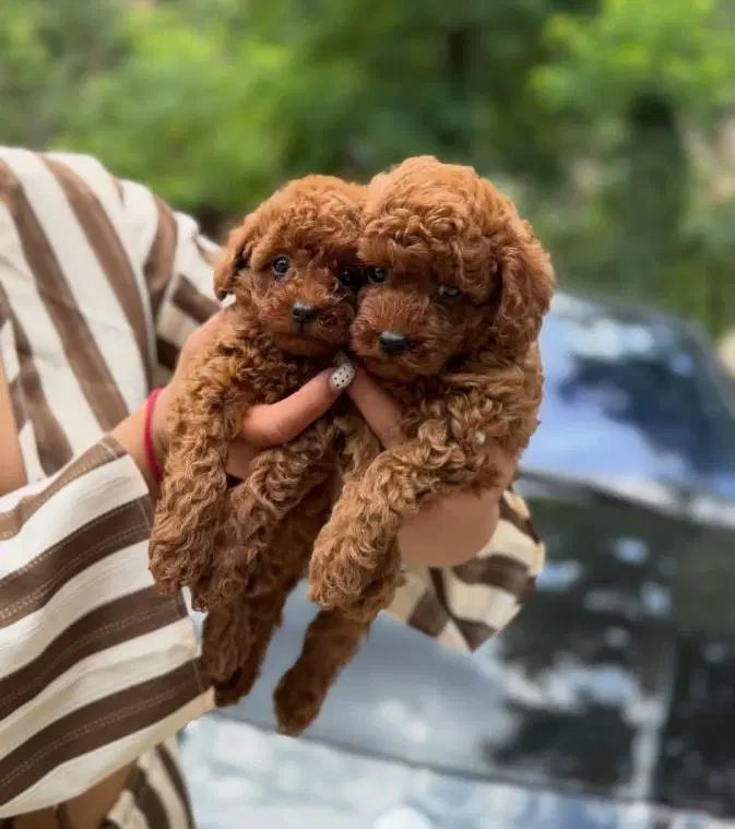 *poodle * دارک|سگ|تهران, پونک|دیوار