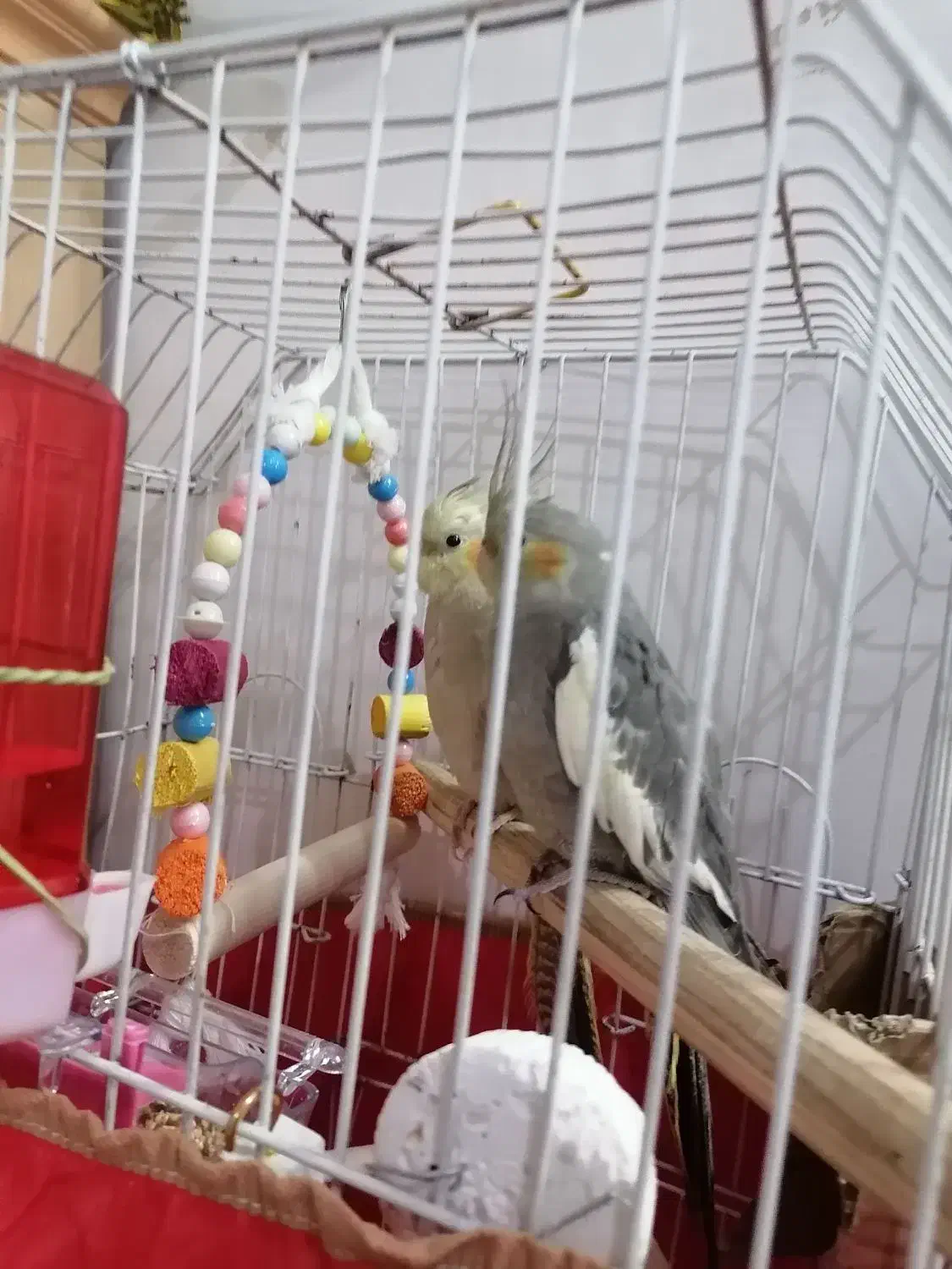 عروس هلندی|پرنده|قم, ولیعصر|دیوار