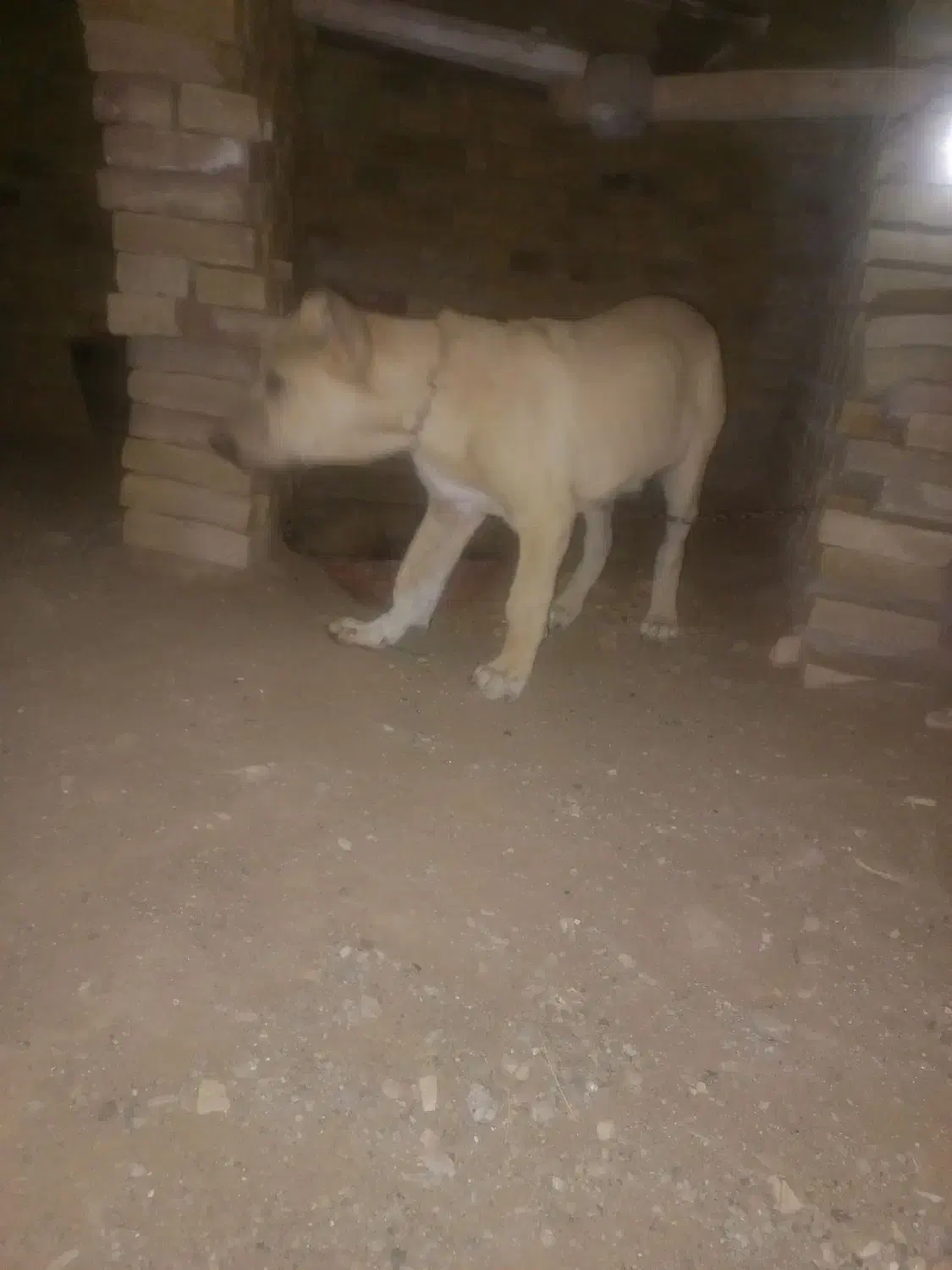 سلام خسته نباشید دو تا توله هم قال|سگ|سبزوار, پاسداران|دیوار