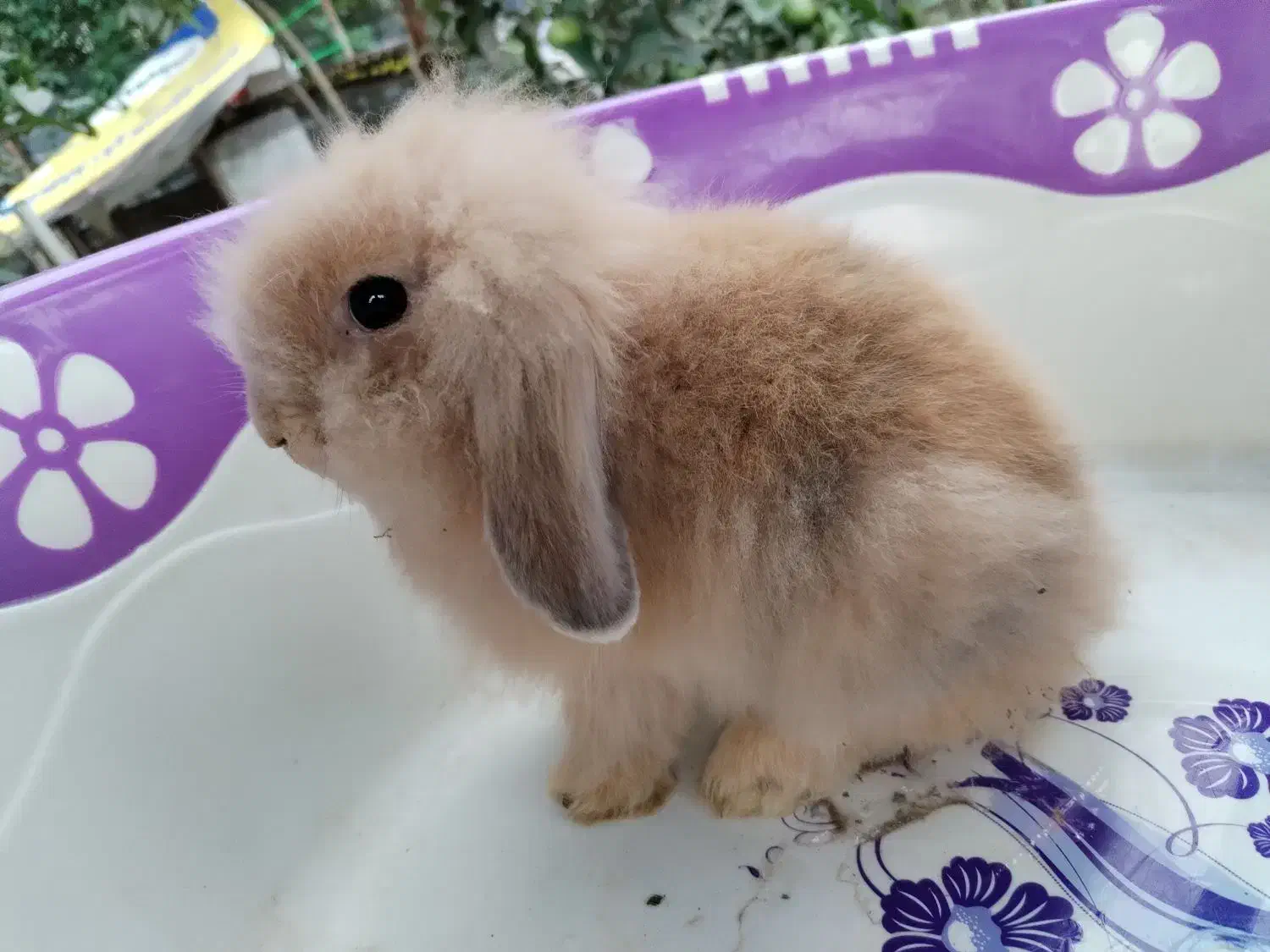 خرگوش لوپ|موش و خرگوش|فومن, |دیوار