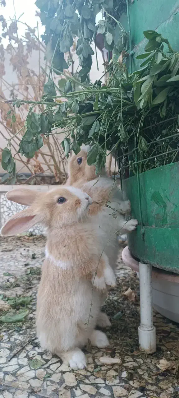 بچه خر گوش زیبا و بازی گوش|موش و خرگوش|نظرآباد, نظرآباد|دیوار