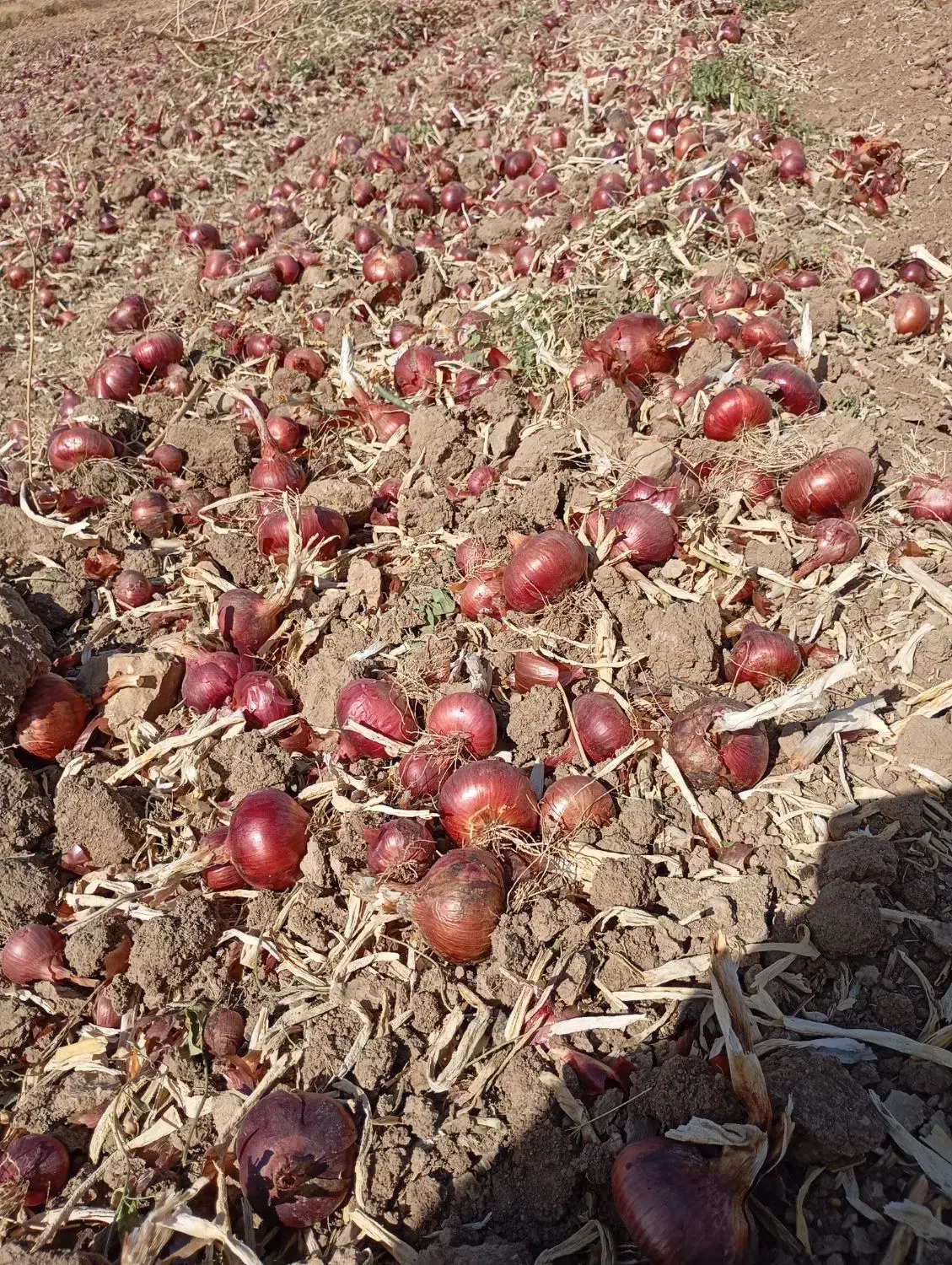 پیاز|گل و گیاه طبیعی|حمیل, |دیوار