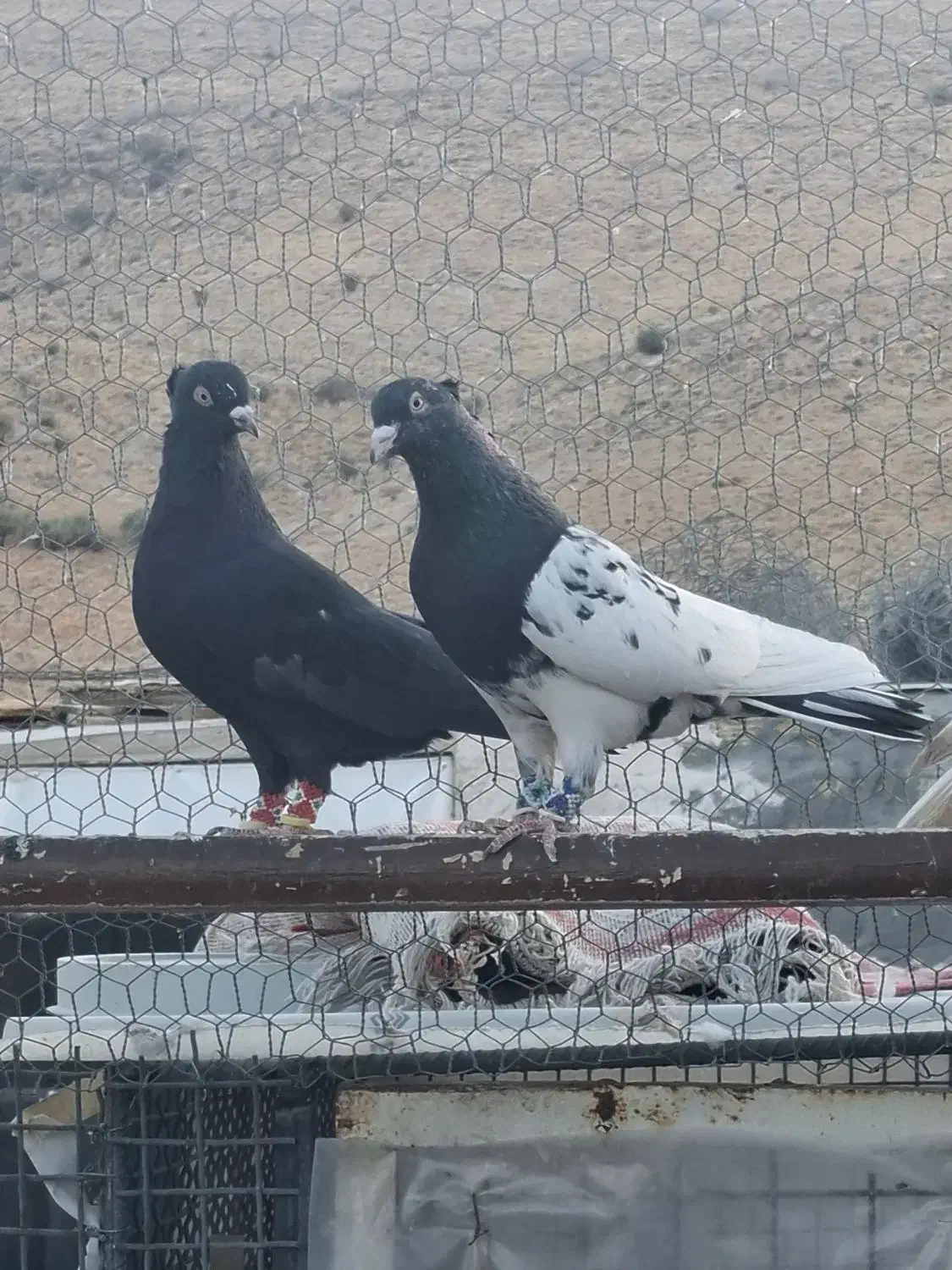 تعدادی بهبهانی|پرنده|شیراز, داریون|دیوار