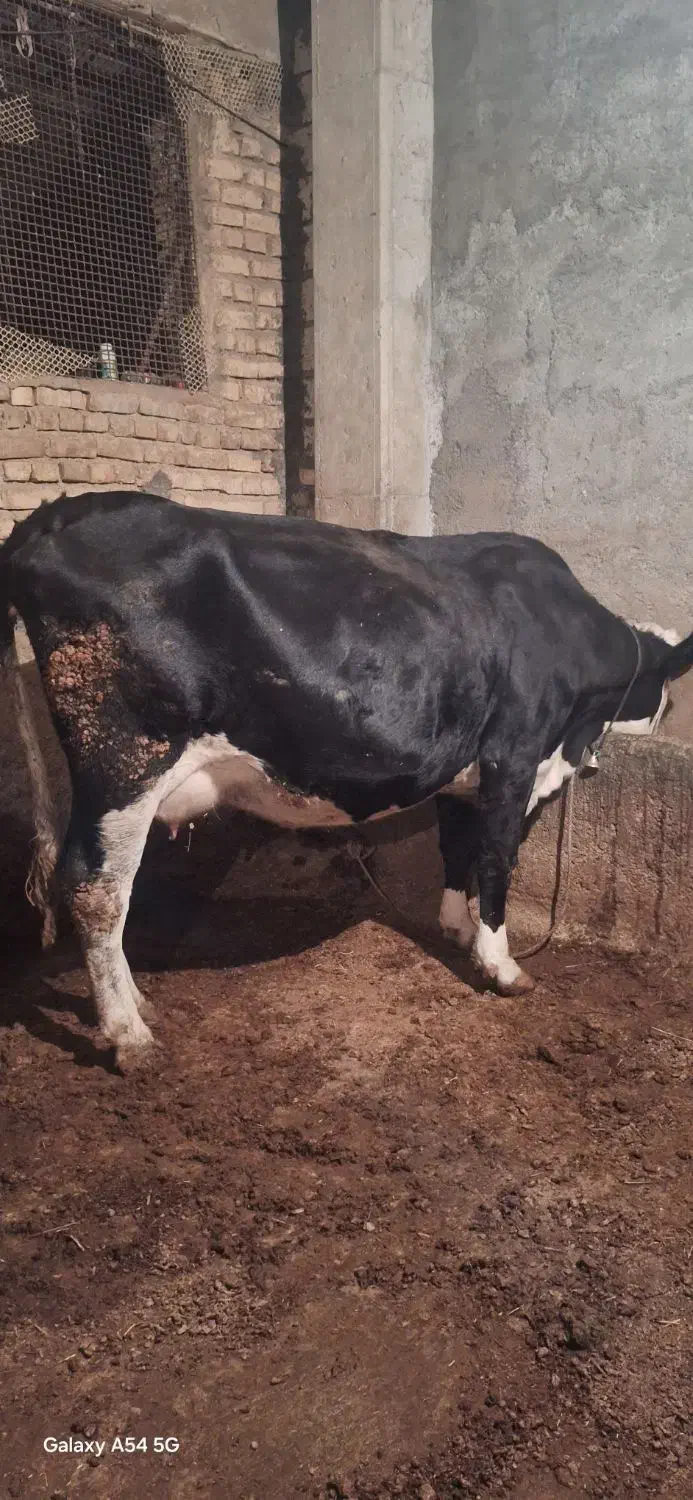 گاو شیری شکم اول با گوساله|حیوانات مزرعه|فریدونشهر, |دیوار