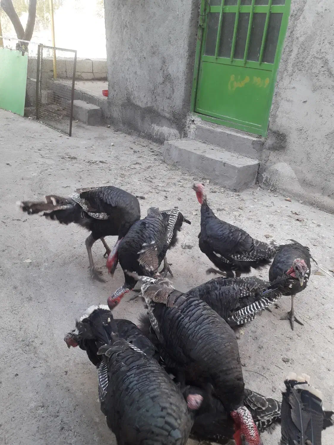 فروش بوقلمون برنزی|حیوانات مزرعه|میانه, |دیوار