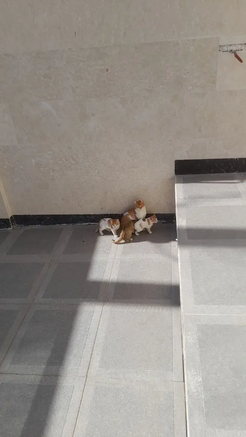 واگذاری مجانی بچه گربه|گربه|آباده, |دیوار