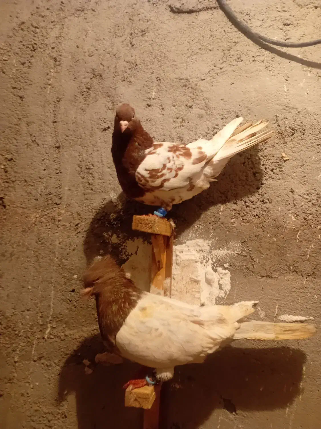 کله سرخ ماده به زمانت تخم جوجه|پرنده|قلندر آباد, |دیوار