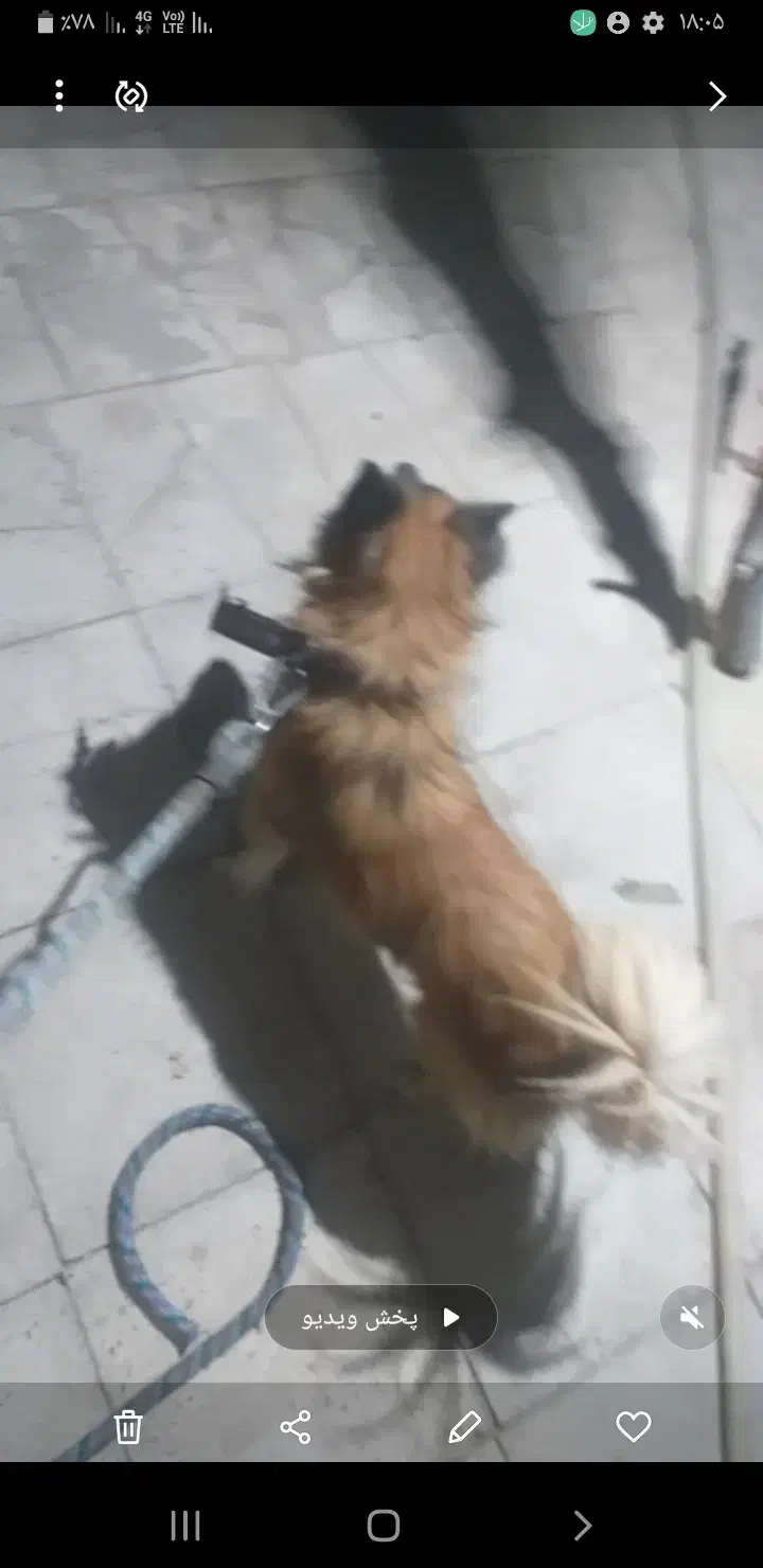 بک سگه پاکتها رویای افزودن|سگ|چاه داد خدا, |دیوار