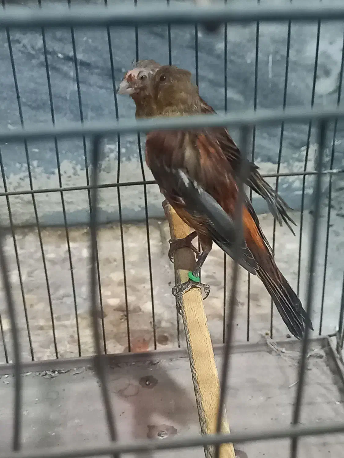 مادهای سرخ قناری|پرنده|بندر ماهشهر, |دیوار