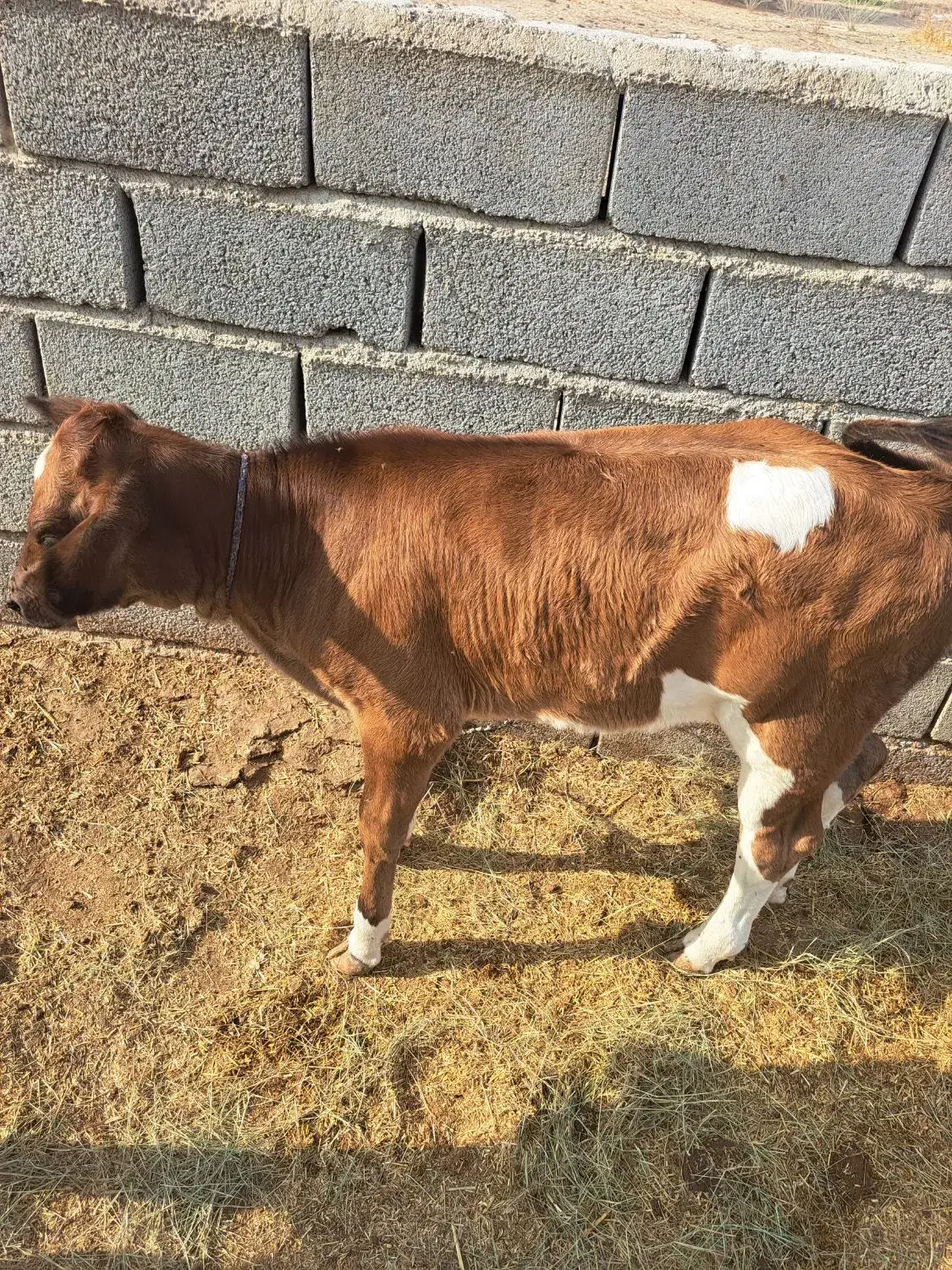 گاو|حیوانات مزرعه|بندرعباس, |دیوار