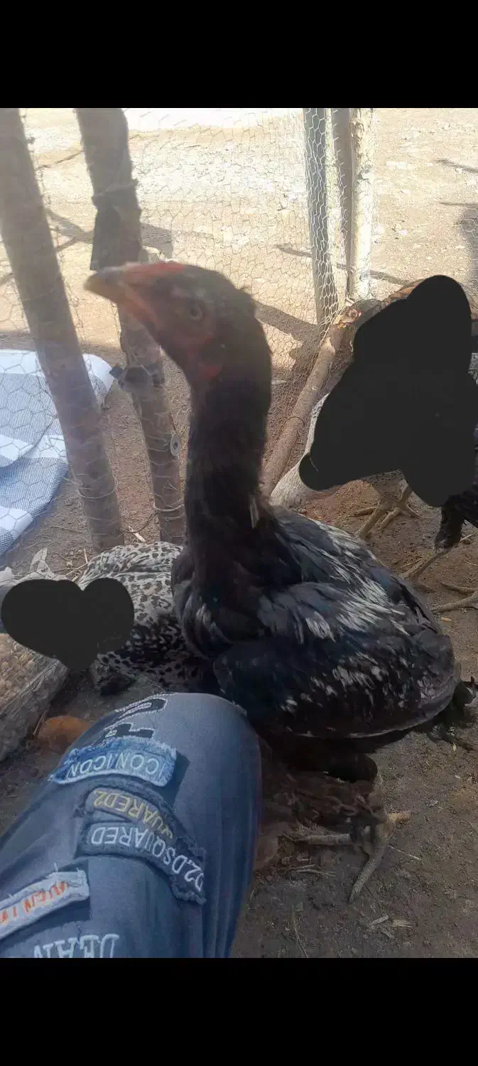 یک عددجوجه لاری اصل|حیوانات مزرعه|اهر, |دیوار