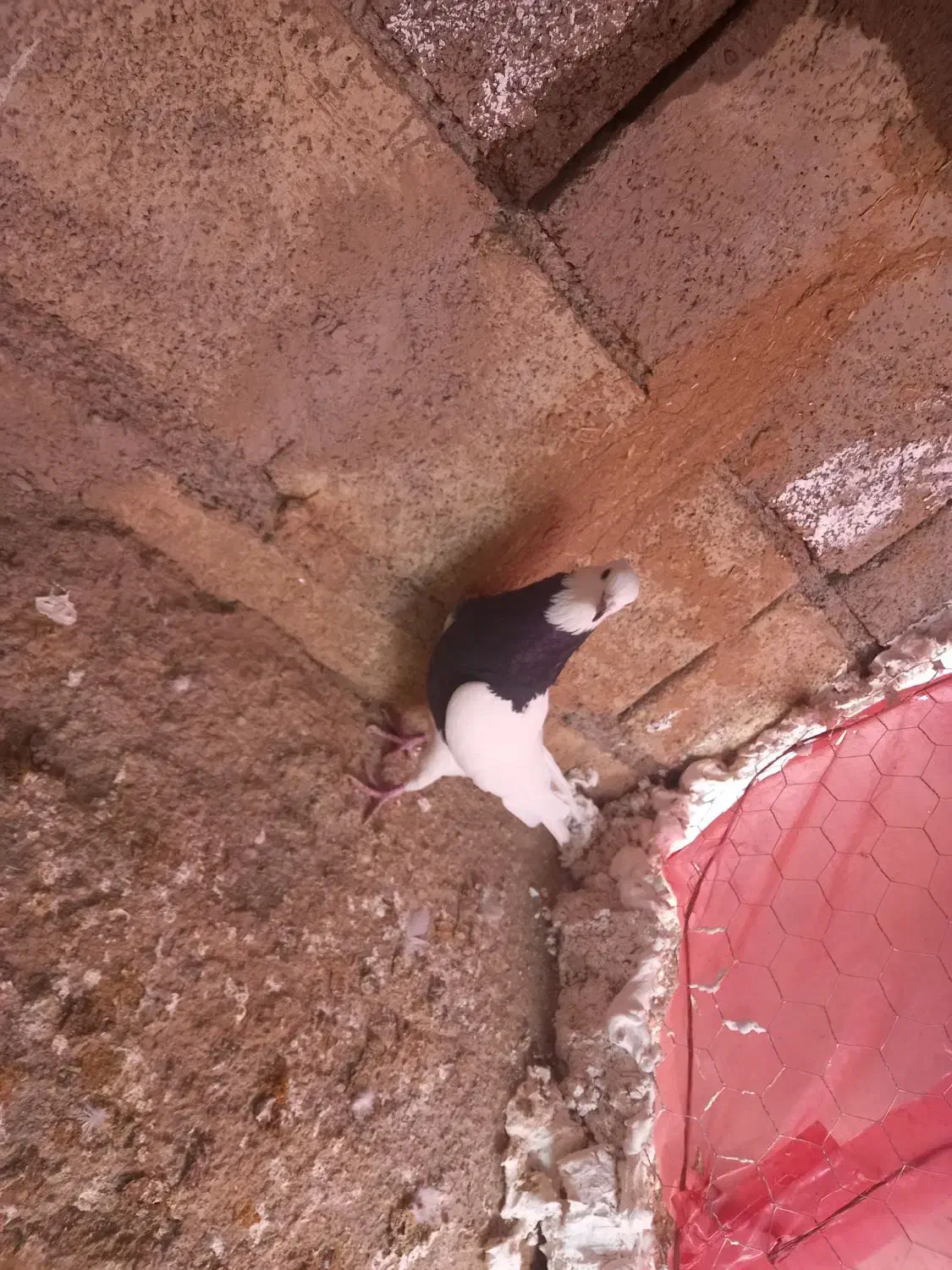 کبوتر|پرنده|اسدآباد, |دیوار