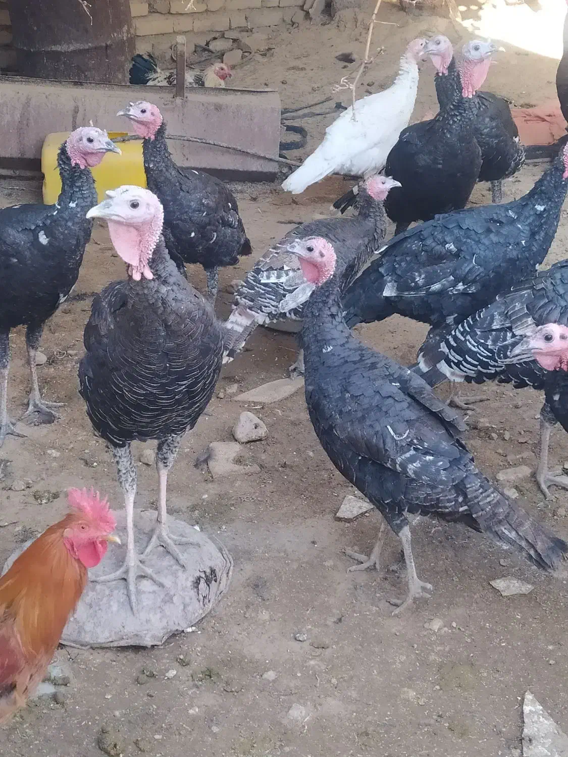 بوقلمون|حیوانات مزرعه|ششده و قره بلاغ, |دیوار