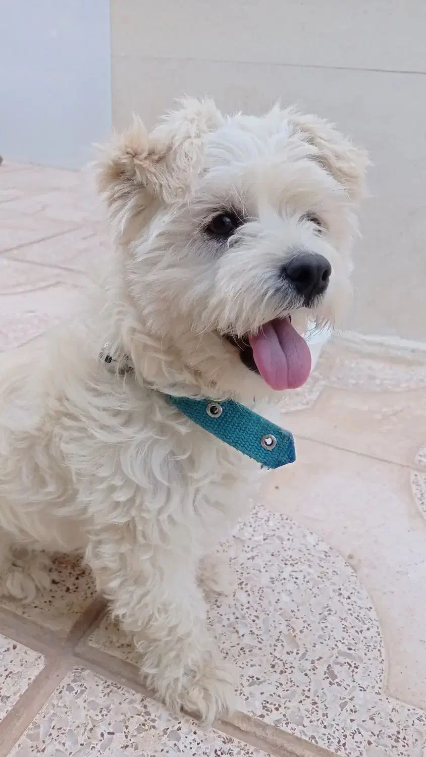 شیتزو|سگ|اسفراین, |دیوار