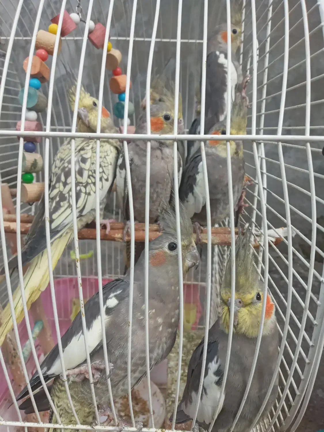 طوطی عروس هلندی|پرنده|رشت, فلسطین|دیوار