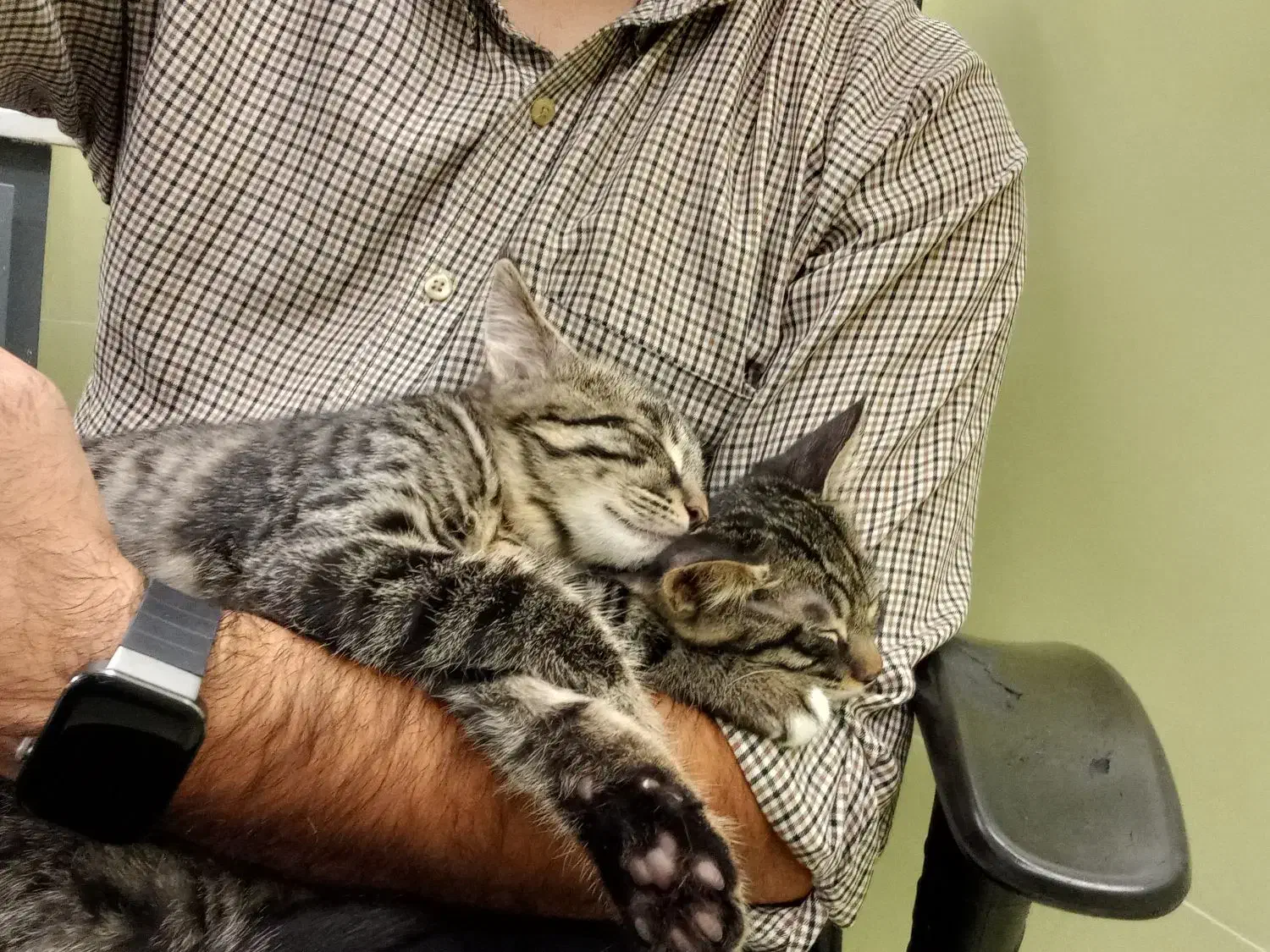 واگذاری گربه|گربه|بیرجند, |دیوار