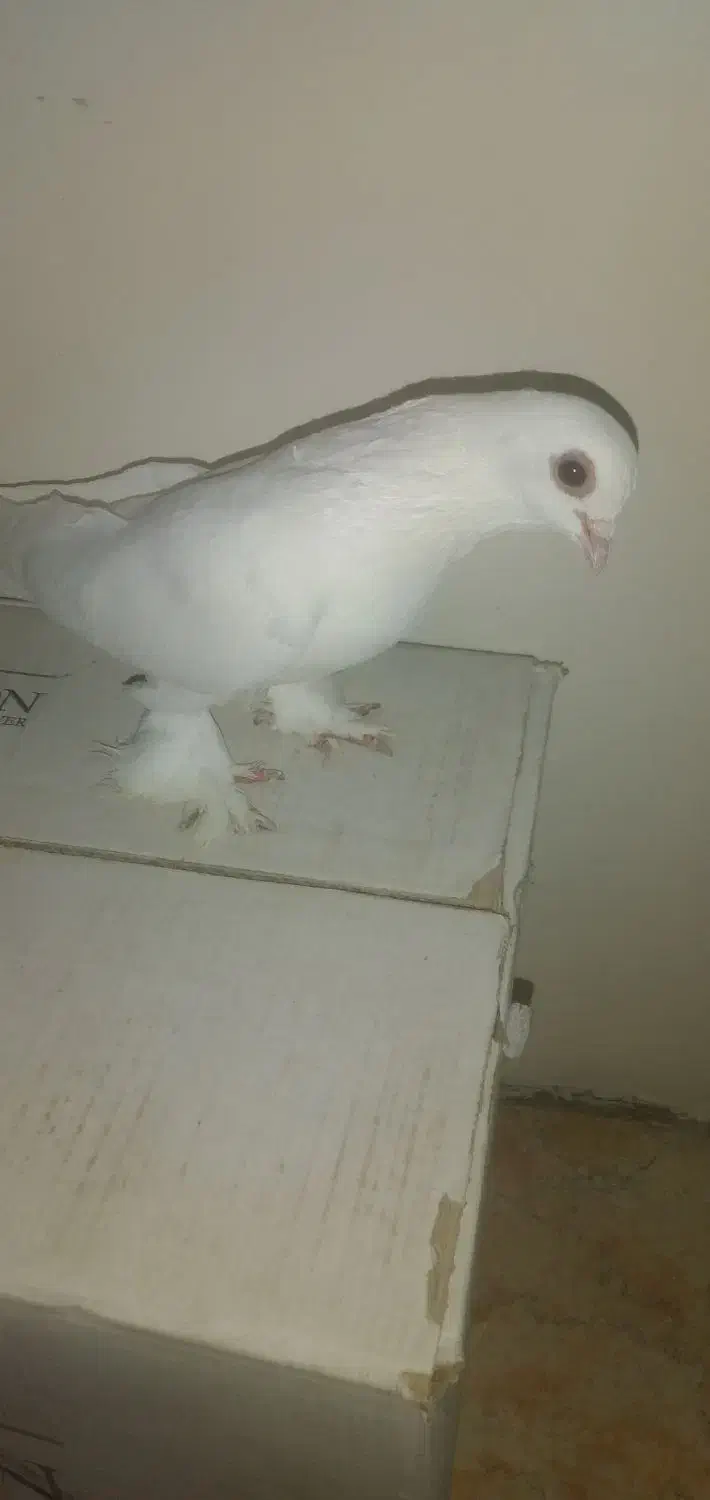 کبوتر|پرنده|تبریز, |دیوار