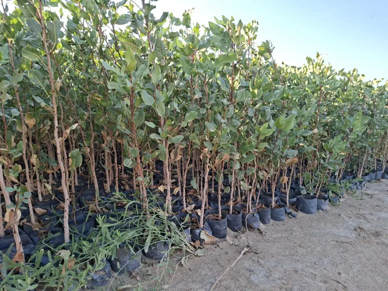 نهال پسته7 ماهه|خدمات باغبانی و درختکاری|خواف, |دیوار