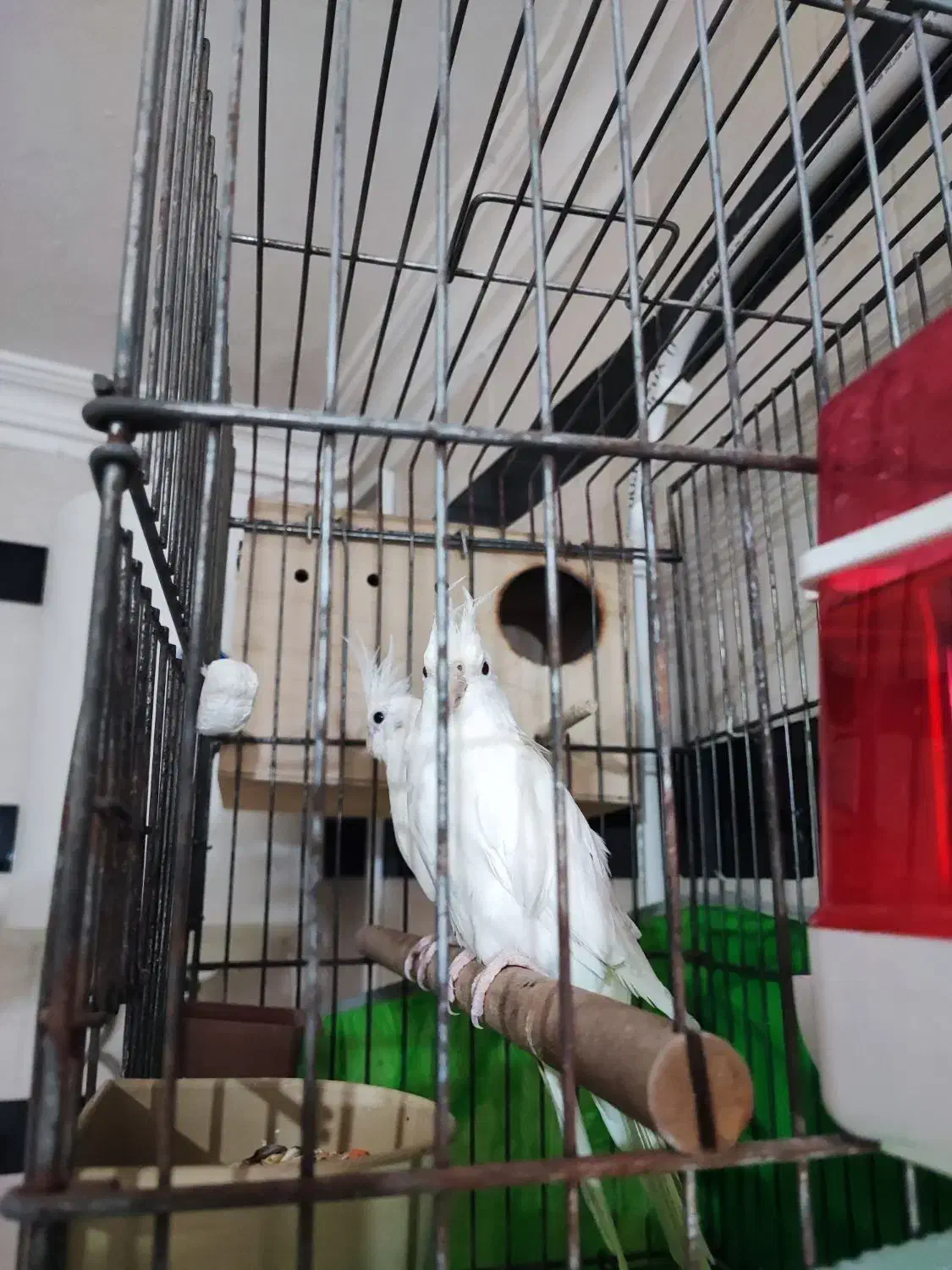 عروس هلندی|پرنده|قشم, |دیوار