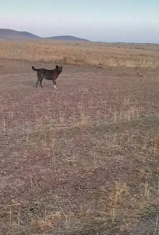 ماده گله ای نگهبان|سگ|فرمهین, |دیوار