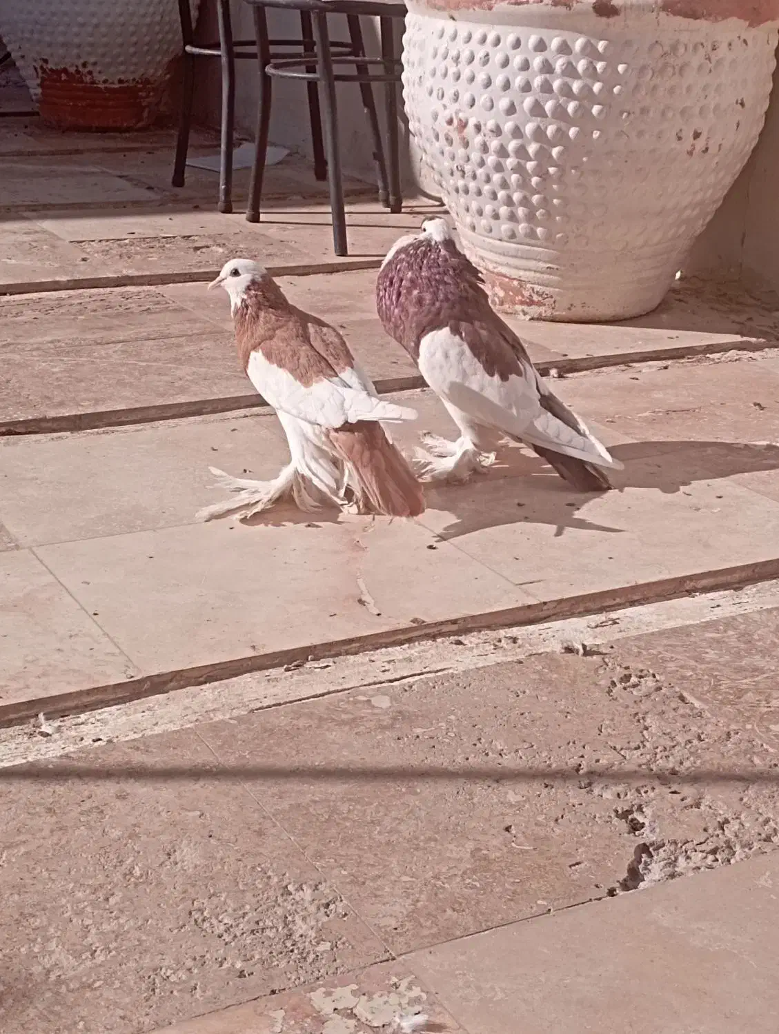 کفتر بادکنکی|پرنده|شهرضا, |دیوار