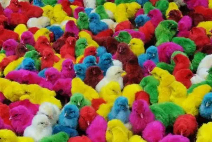 جوجه رنگی|حیوانات مزرعه|بندرعباس, |دیوار