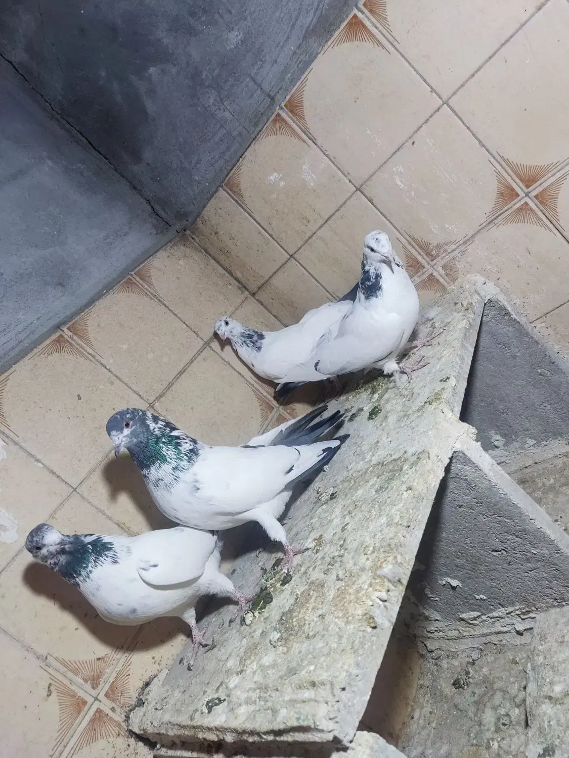 چهارتا تهرانی پرشتی|پرنده|بروجرد, |دیوار