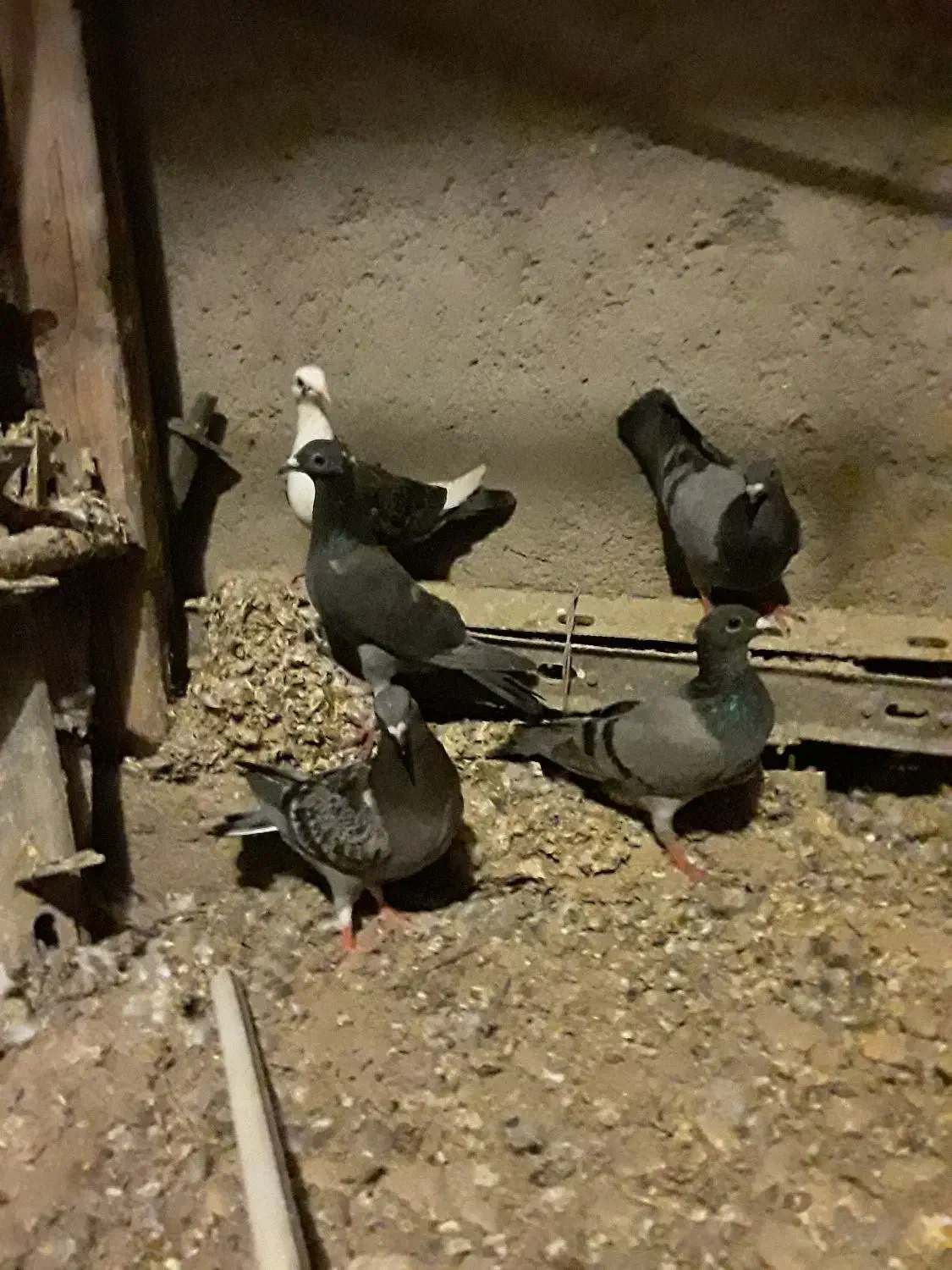 سبز|پرنده|کرباسک, |دیوار