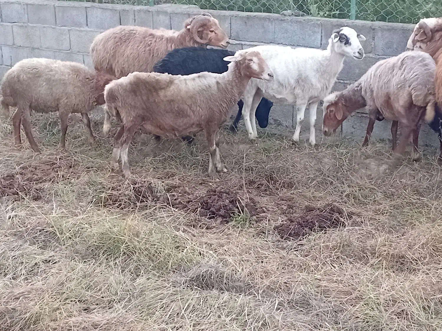 فروش گوسفند|حیوانات مزرعه|خرمآباد (تنکابن), |دیوار