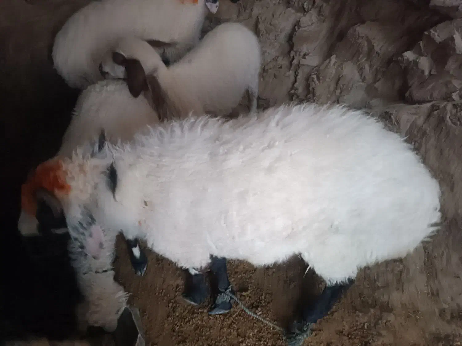 گوسفند نر|حیوانات مزرعه|کله گان, |دیوار