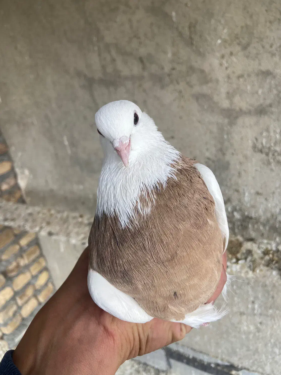 طوقی زرد|پرنده|بهار, |دیوار