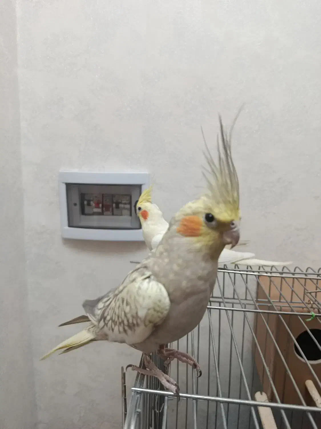 یک جفت عروس هلندی|پرنده|قرچک, میرزائی جنوبی|دیوار