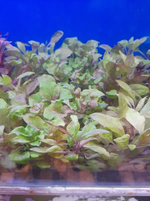 چهل نوع گیاه اکواریوم رسید|ماهی|اردبیل, |دیوار