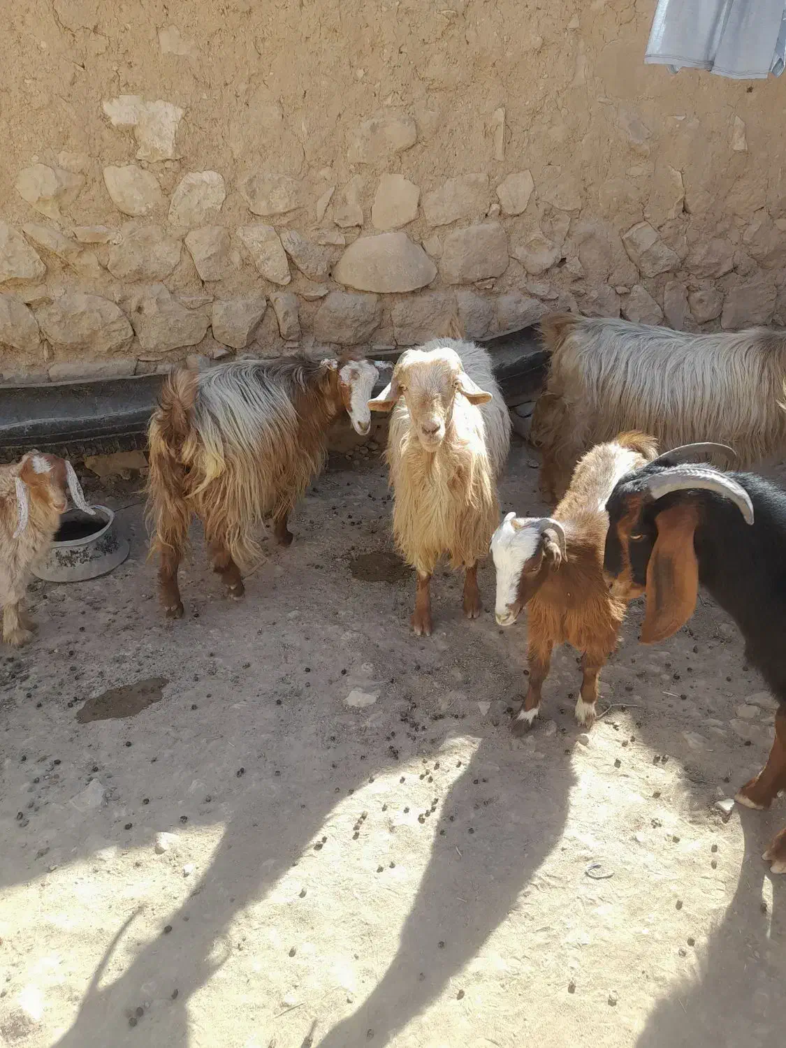 بز داشتی|حیوانات مزرعه|کوهدشت, |دیوار