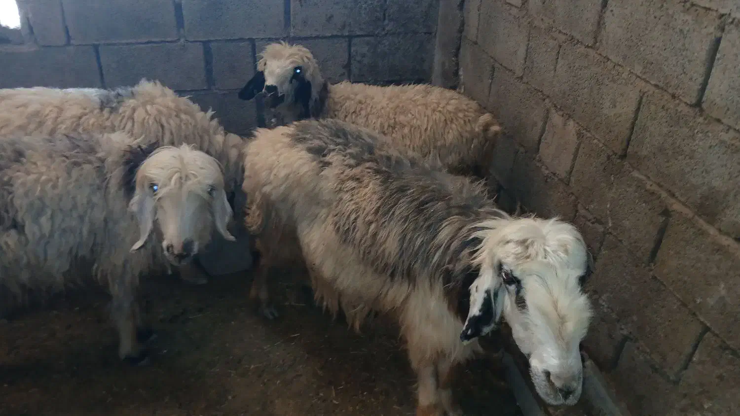 ۳ میش و یه بره معاوزه با بز|حیوانات مزرعه|مسجد سلیمان, |دیوار