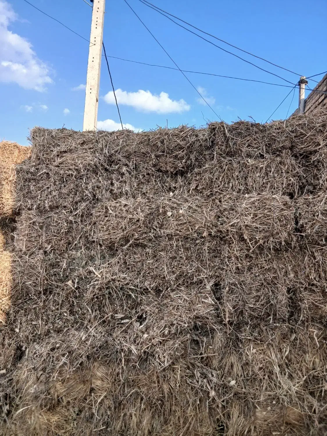 علف سویا|خدمات باغبانی و درختکاری|اردبیل, |دیوار