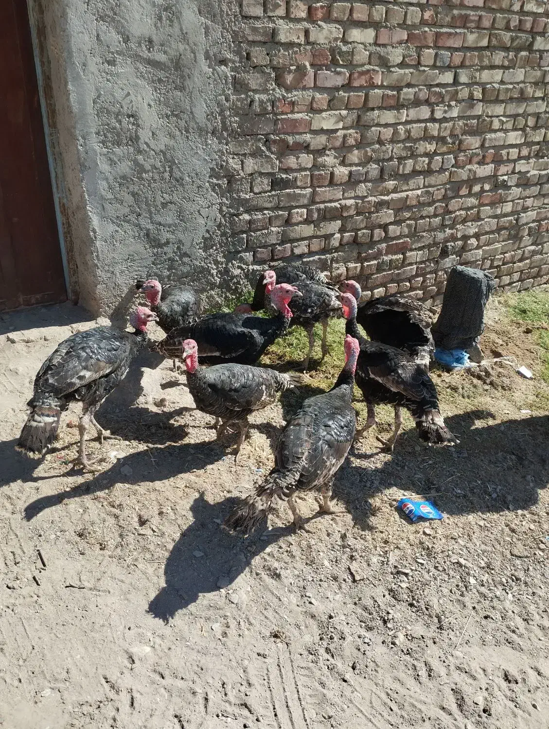 بوقلمون نروماده|حیوانات مزرعه|خاش, |دیوار