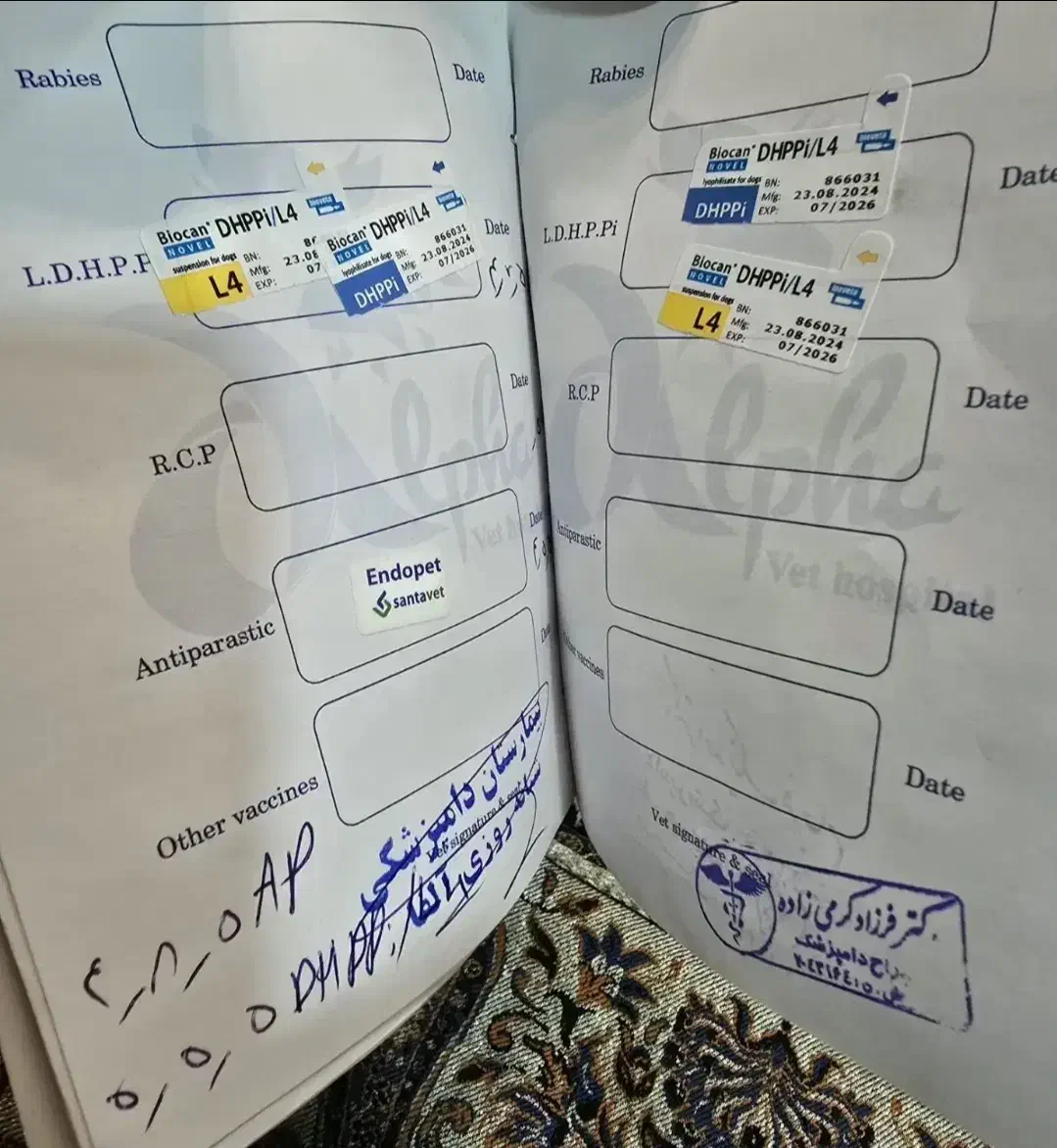 سگ ژرمن اصل ماده|سگ|فارسان, |دیوار