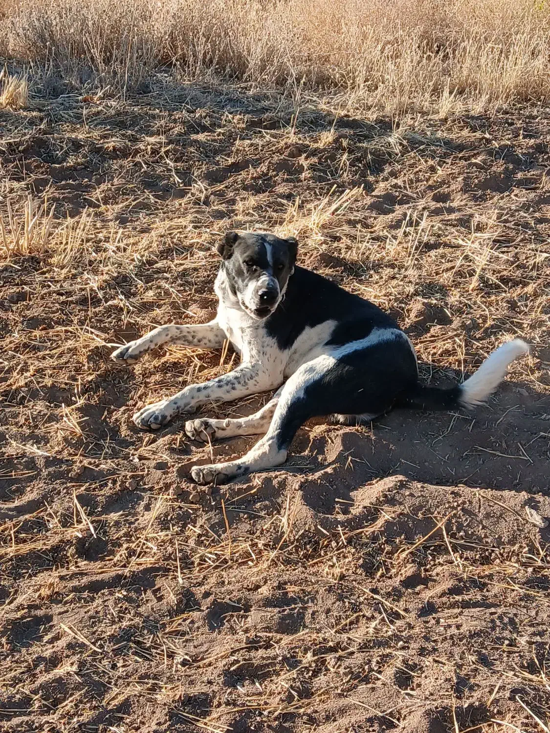 دوزدیده شده هر کس دید اطلاع بده مچکر ..|حیوانات|شهرکرد, |دیوار