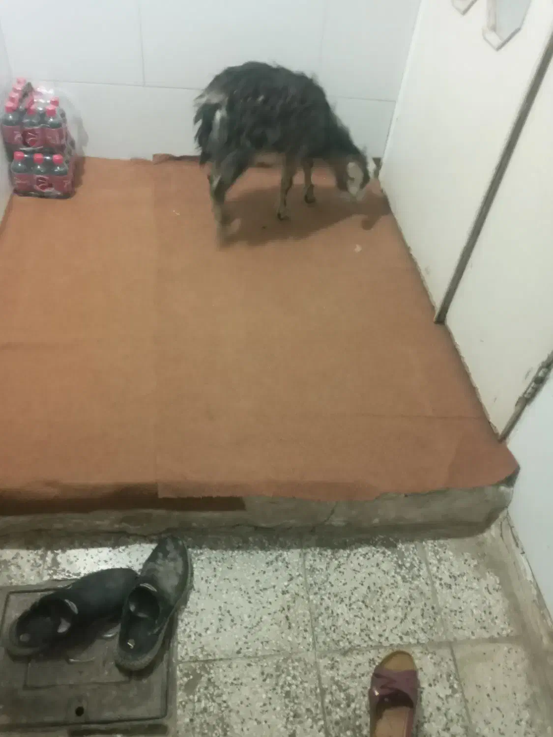 بزغاله|حیوانات مزرعه|اقبالیه, |دیوار