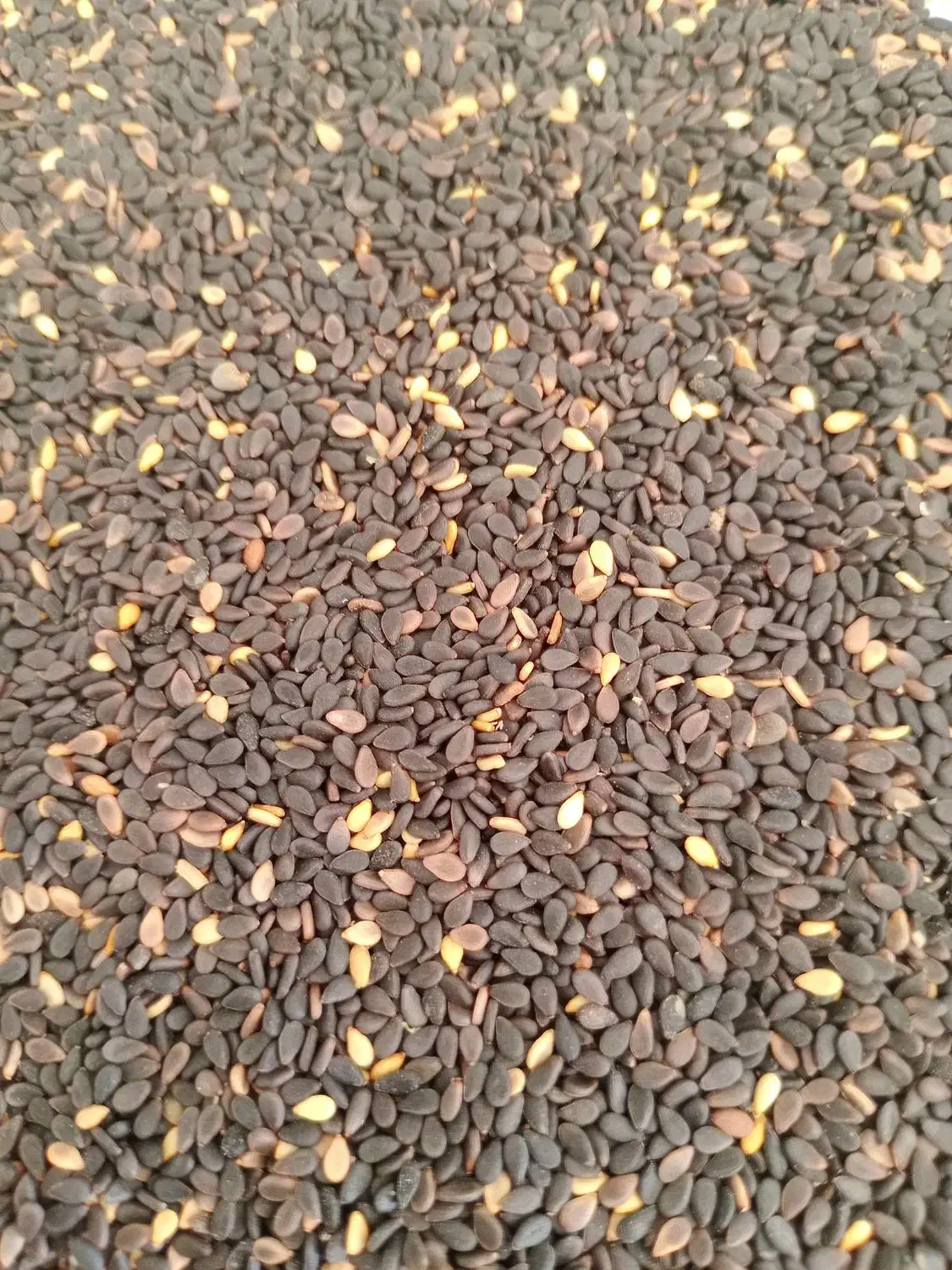 کنجد درجه یک|خوردنی و آشامیدنی|کاشان, گارزگاه|دیوار