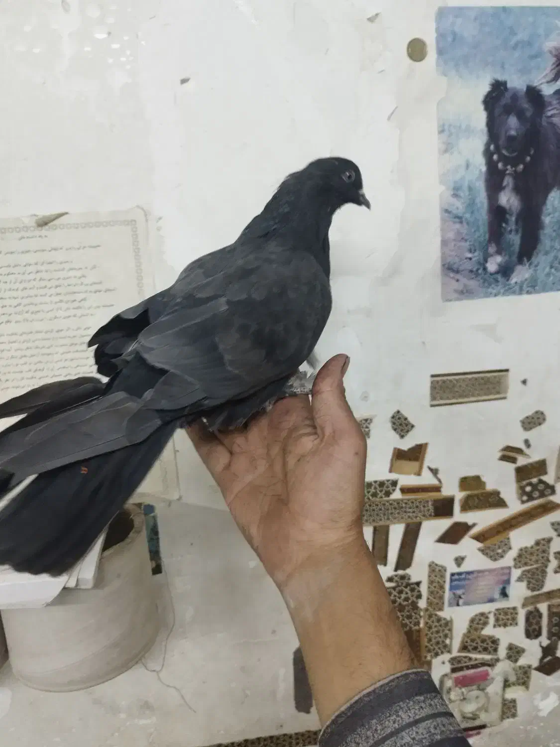 کبوترصداکن،شکاربیابان|پرنده|خمینیشهر, |دیوار