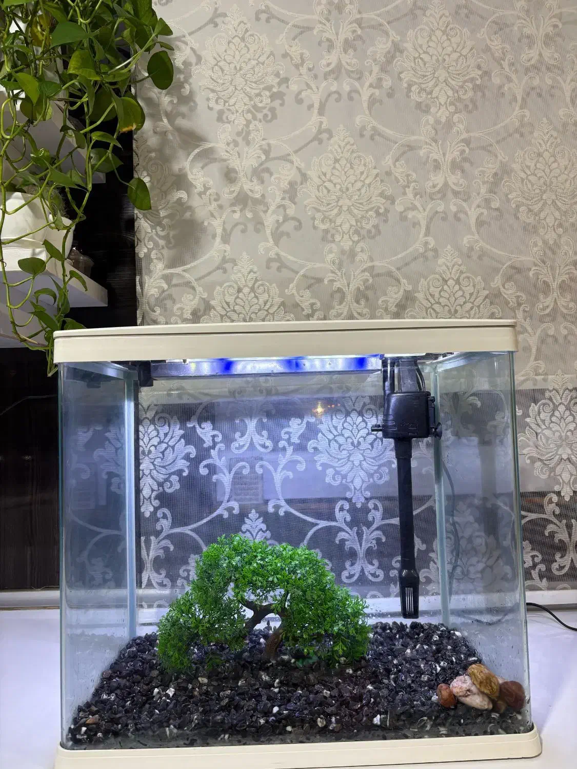 آکواریوم|ماهی|بندر امام خمینی, |دیوار