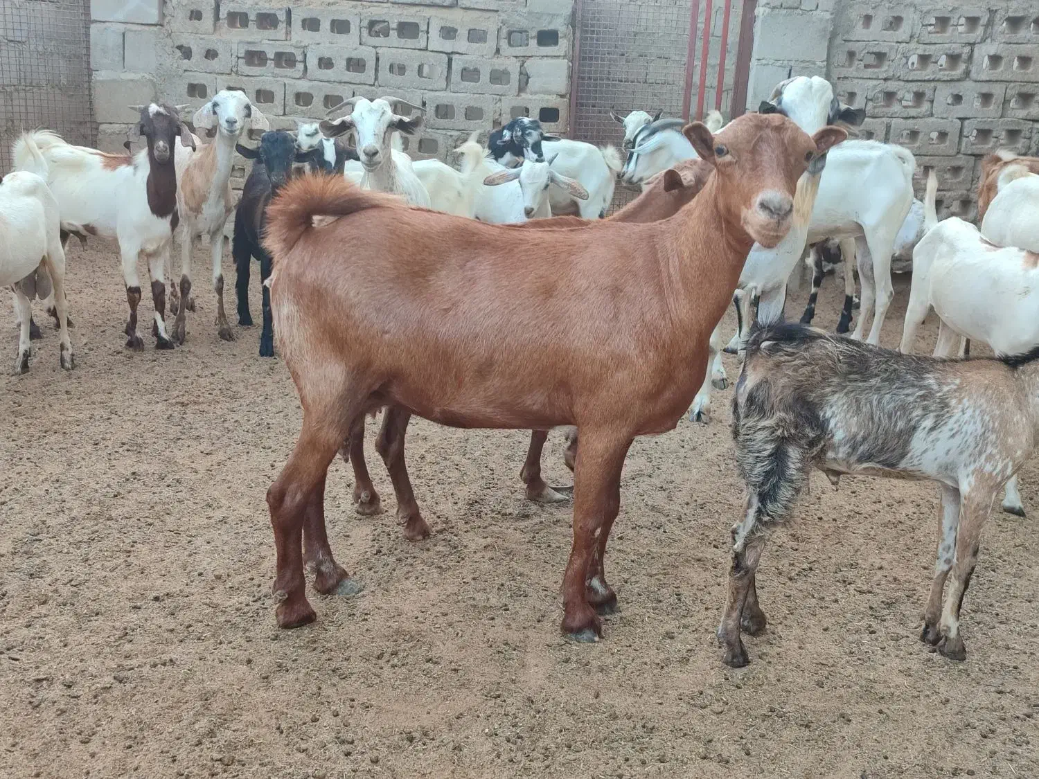 کهره فروشی|حیوانات مزرعه|قشم, |دیوار