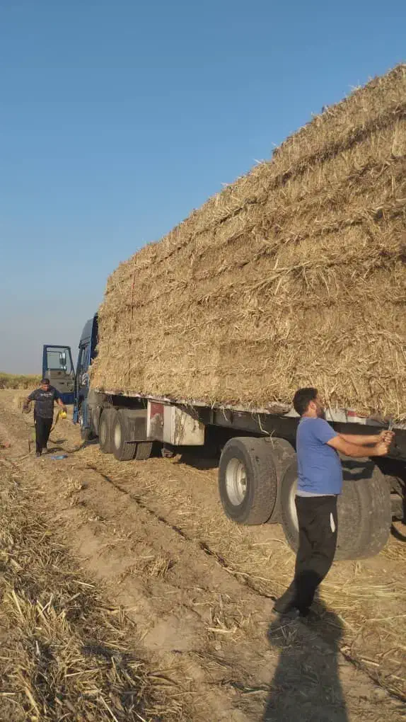 کاه پرس نیشکروانواع محصولات نیشکر|لوازم جانبی حیوانات|سمنان, |دیوار