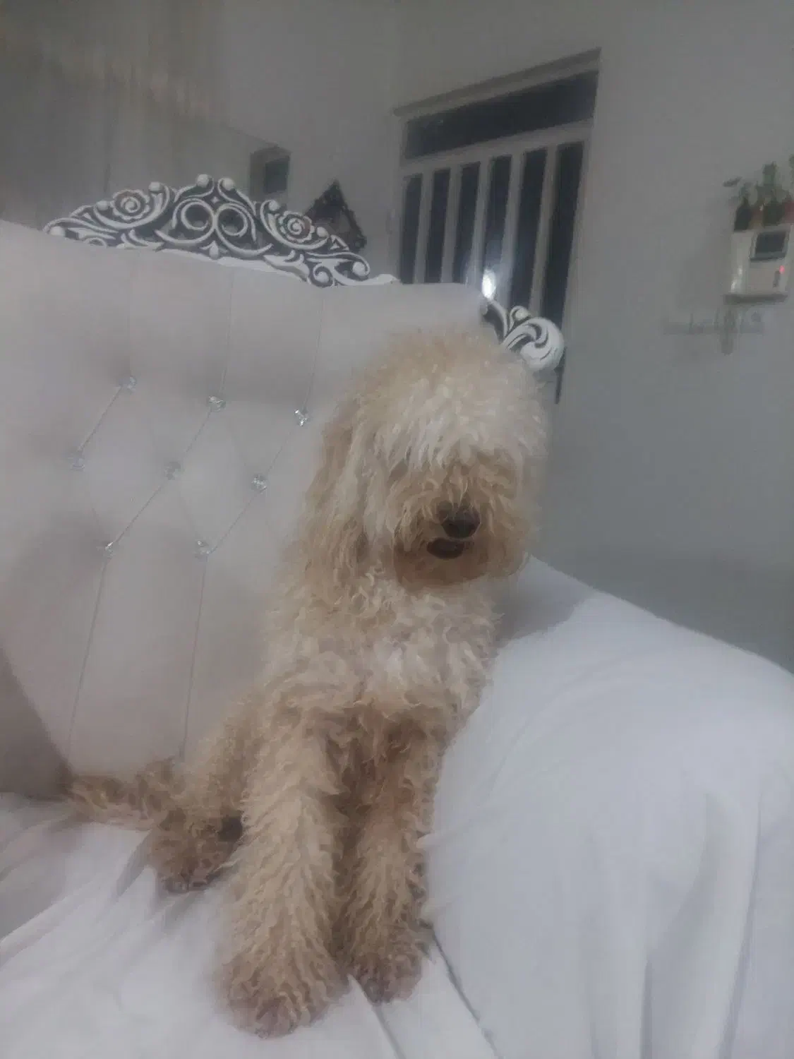 سگ پودل جنسیتش نرهست|سگ|رودهن, |دیوار