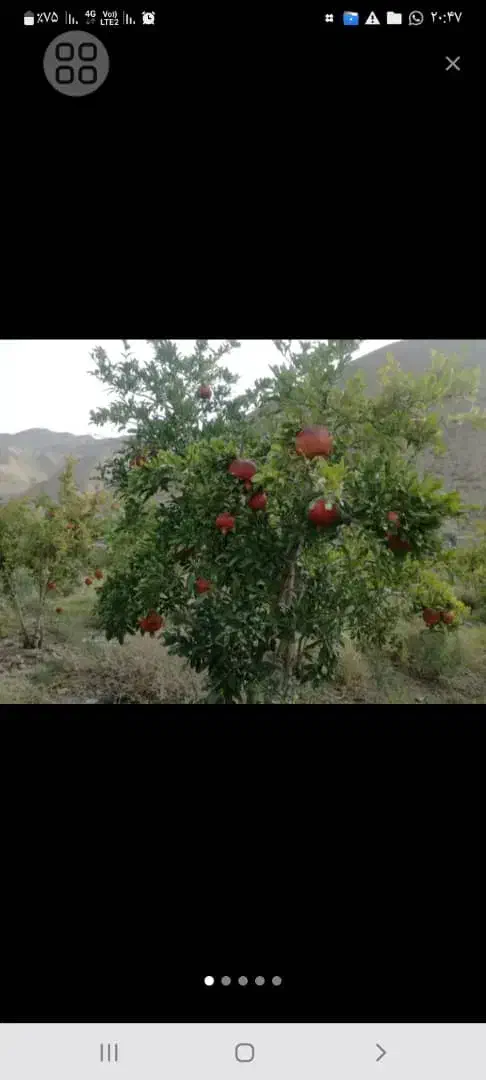 باغ انار ۱۴۶۰ متر مربع واقع در چهارطاق.|فروش دفتر صنعتی، کشاورزی، تجاری|کهن آباد, |دیوار